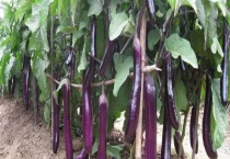 茄子的种植时间 附生长条件