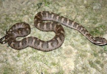 七步蛇和五步蛇的区别？