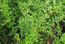 枸杞子的叶子可以吃吗？