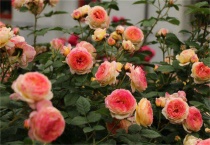 月季开花时能施肥吗？