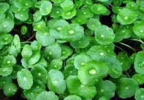 铜钱草怕冷吗冬天