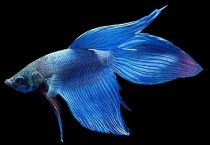 鱼的鱼线在哪里