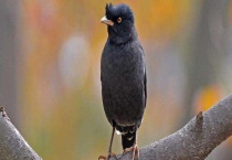 花鹩哥和花八哥的区别？ 附怎么训练说话