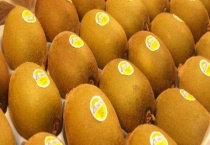 奇异果是猕猴桃吗？