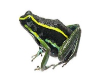 青蛙和蟾蜍的区别？ 详细介绍