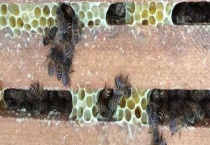 东北黑蜂 附东北黑蜂基本介绍