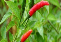 辣椒不开花怎么多久？