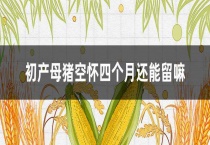 初产母猪空怀四个月还能留嘛