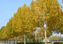 南京的梧桐树是怎么来的