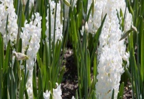 水培风信子的养殖方法 附注意事项