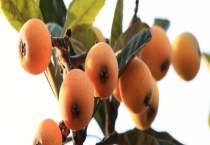 枇杷可不可以生吃 枇杷有什么营养价值