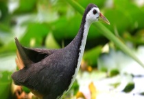 白面鸡是不是保护动物 白面鸡的食物有哪些？