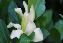 栀子花什么时候开？附栀子花开花条件