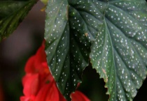 蟆叶秋海棠有毒吗？