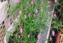 满天星的花期是何时 开花品种有哪些？