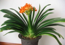 君子兰怕阳光吗？