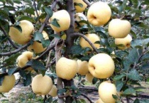 黄金维纳斯苹果介绍