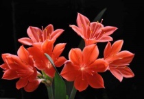 紫根兰一盆栽几颗