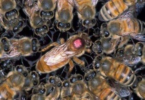 蜂王关王笼可关多久？