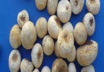 生半夏、清半夏、姜半夏、法半夏的区别？