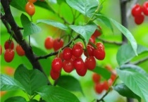 绛珠草是什么植物