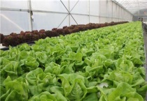 无土栽培菜苗种植多久？