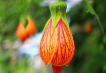 风铃花种植多久？