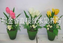 郁金香直接放水里养吗？