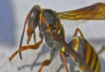 胡蜂(马蜂)养殖风险高吗 具体有哪些风险