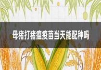 母猪打猪瘟疫苗当天能配种吗？