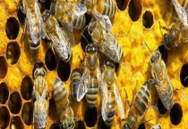 怎样控制和消除分蜂热 注意事项有哪些？