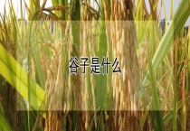 谷子是什么？