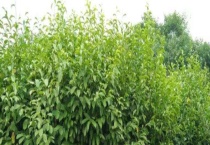 乐昌含笑属于落叶还是常绿植物 附乐昌含笑的价值