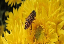 盗蜂有什么危害 蜂群为什么迁飞