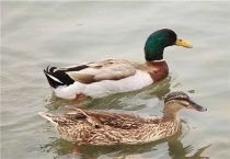 绿头鸭是国家保护动物吗？