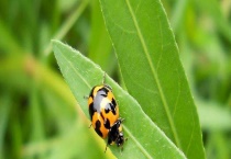 瓢虫属于益虫还是害虫 附常见的瓢虫有哪些？