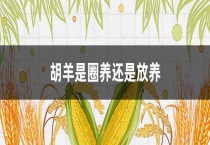 胡羊是圈养还是放养