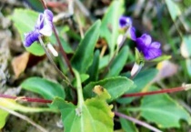 刺犁头草的功效与作用