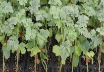 西瓜育苗技术与管理多久？