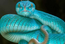 蛇体温是否变化