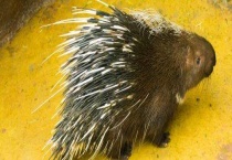 刺猬和豪猪有什么区别？？