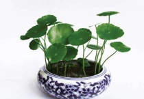 怎样把铜钱草养直