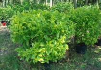 什么是黄叶假连翘