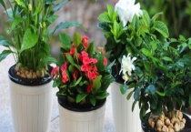 哪些花草是适合在室内养殖的 可以让环境更加美观和舒适
