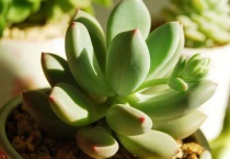 怎么让姬星美人爆盆