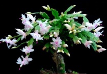 蟹爪兰起腻虫怎么办？