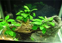 小水榕和小巴榕区别？