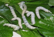 蚕蛹变成蛾子后怎么养