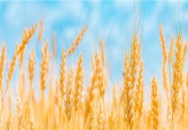 徐农029小麦品种