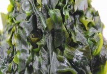 裙带菜是什么菜 裙带菜分布地区